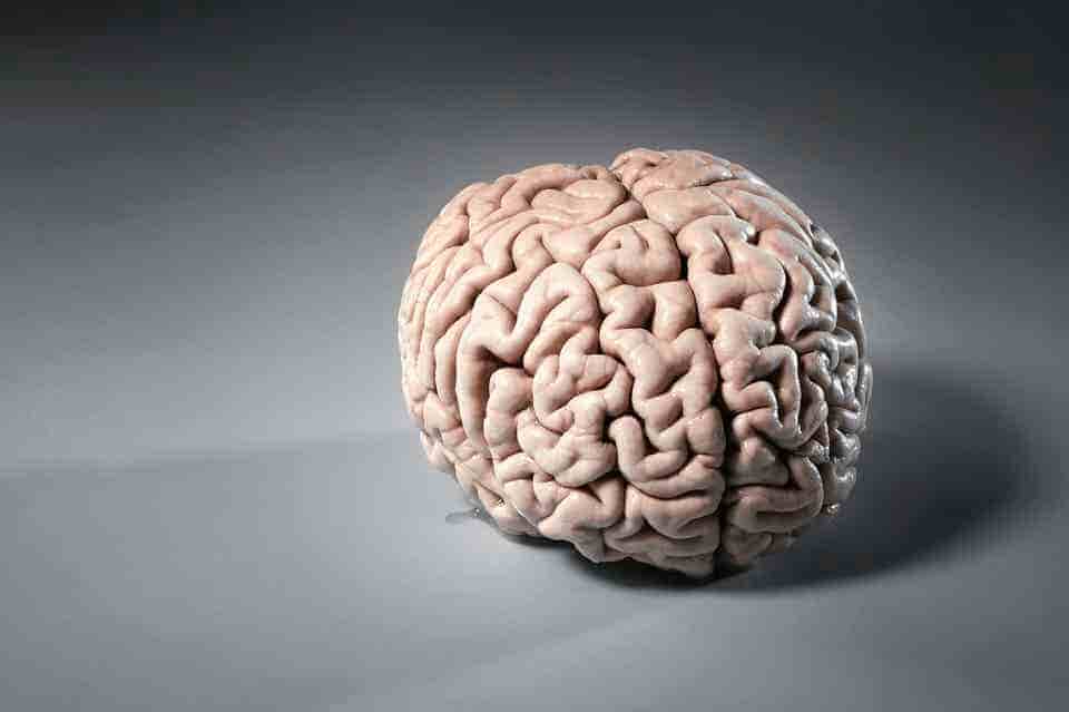 Brain